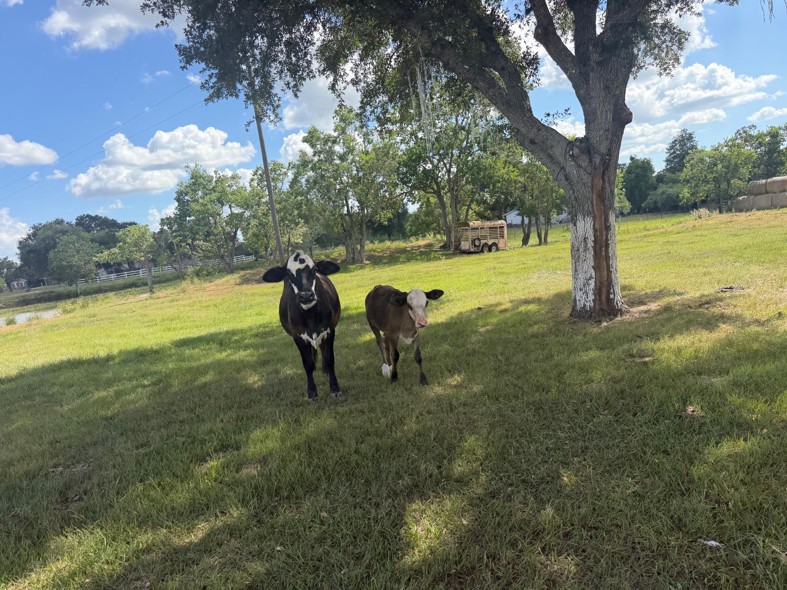 Bojangles and a calf on the grass at the Big Prayer Museum campus